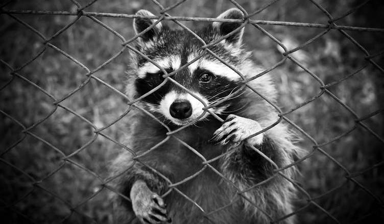 raccoon-1612593_1920