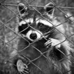 raccoon-1612593_1920