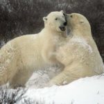 Emina nam šalje kviz o još jednoj ugroženoj vrsti, polarnim medvedima